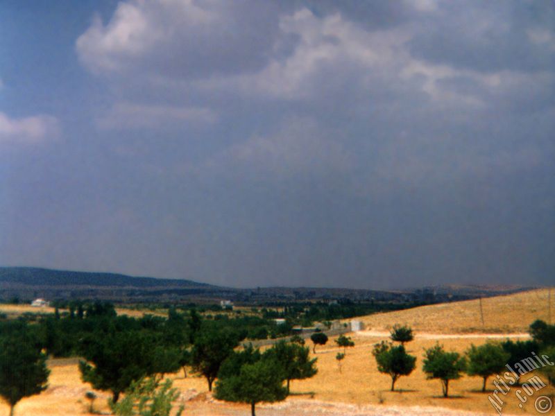 Gaziantep`te zeytin ve fstk aalar.
