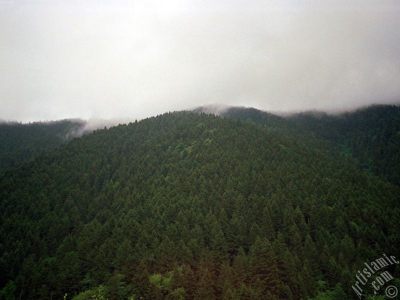 Trabzon Uzungl Yaylas`ndan bir manzara.
