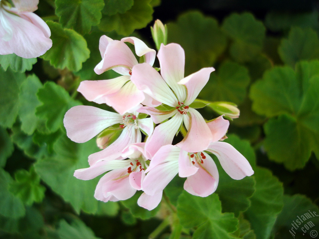 Pembe sardunya iei resmi.
