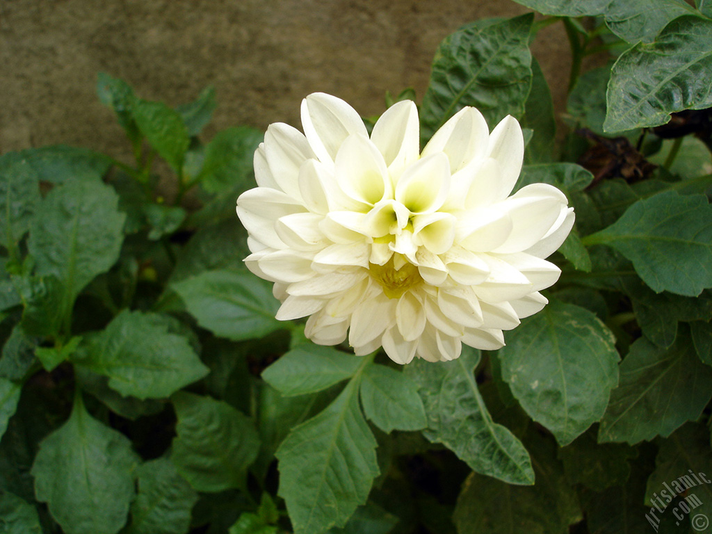 Papatyagiller iek ailesine mensup Yldz (Dahlia) iei resmi.
