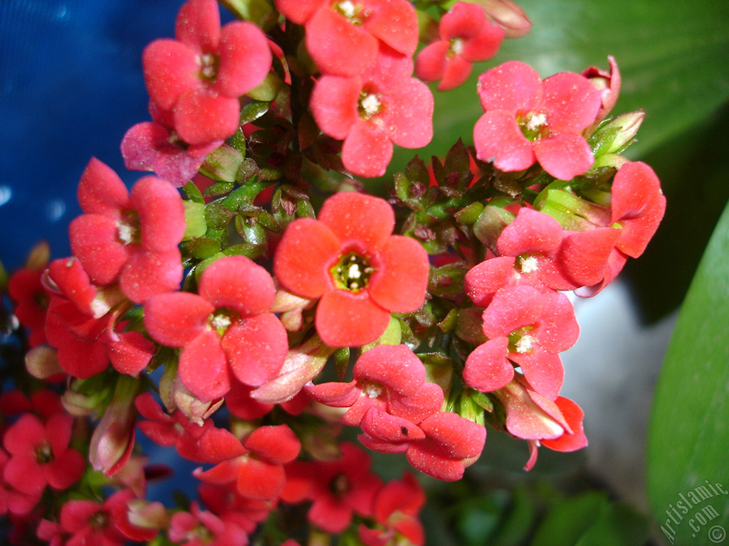 Kalano (Kalanchoe) bitkisinin ieinin resmi.
