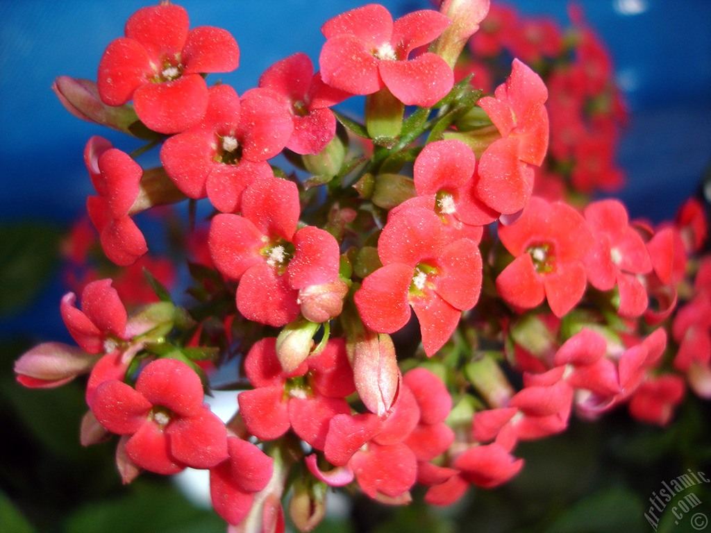 Kalano (Kalanchoe) bitkisinin ieinin resmi.
