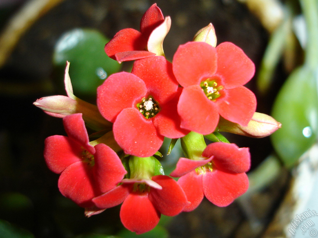 Kalano (Kalanchoe) bitkisinin ieinin resmi.
