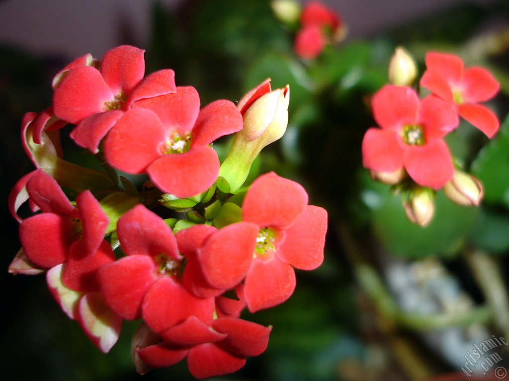 Kalano (Kalanchoe) bitkisinin ieinin resmi.
