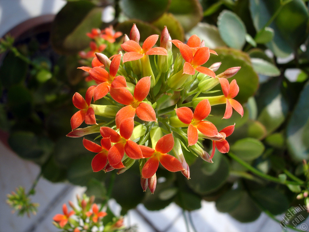 Kalano (Kalanchoe) bitkisinin ieinin resmi.
