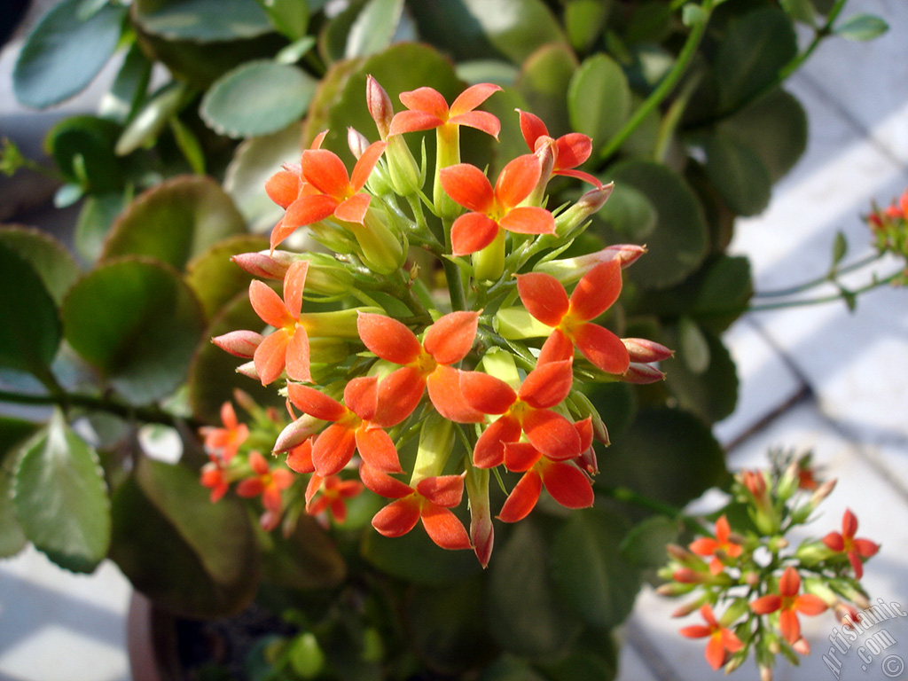 Kalano (Kalanchoe) bitkisinin ieinin resmi.
