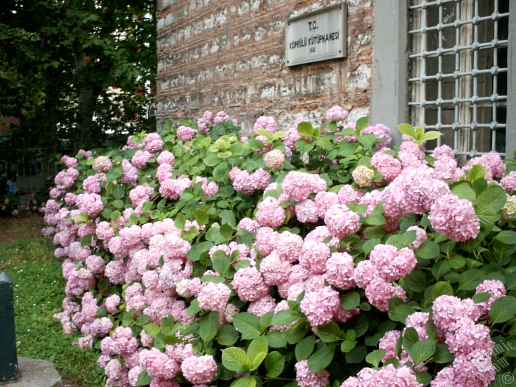 Pembe Ortanca iei resmi.
