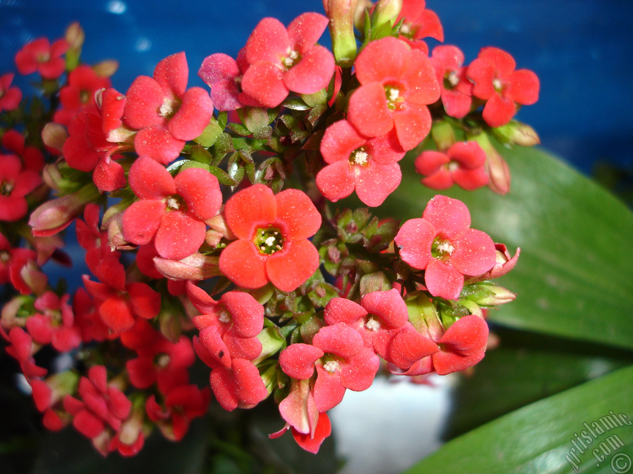 Kalano (Kalanchoe) bitkisinin ieinin resmi.
