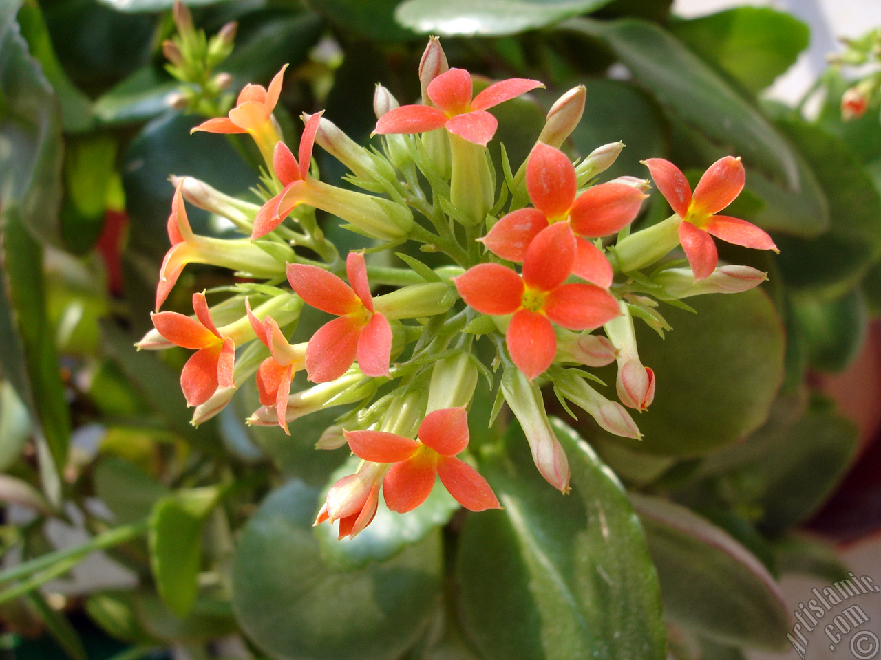 Kalano (Kalanchoe) bitkisinin ieinin resmi.
