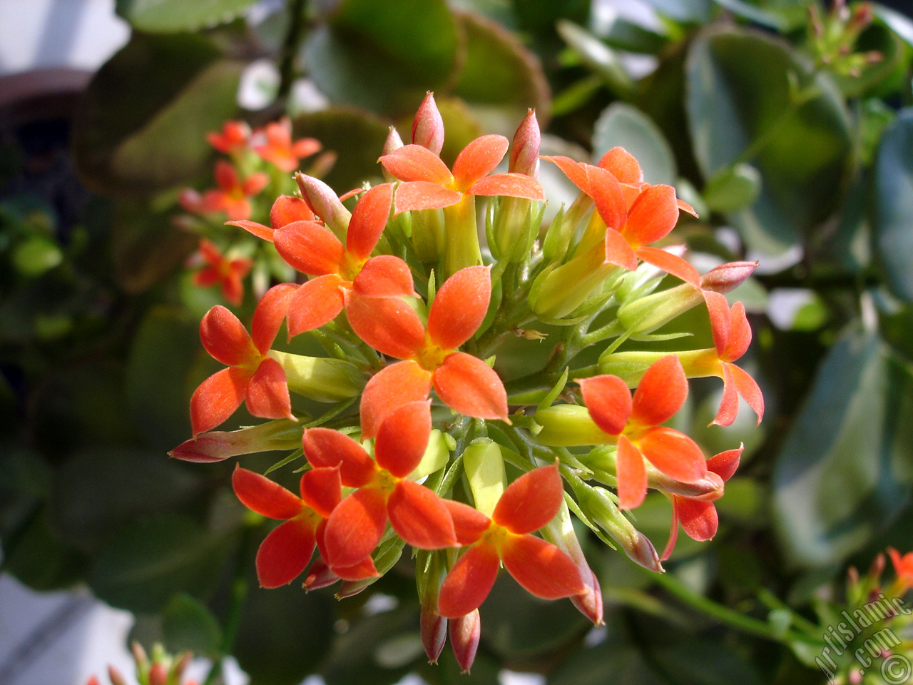 Kalano (Kalanchoe) bitkisinin ieinin resmi.
