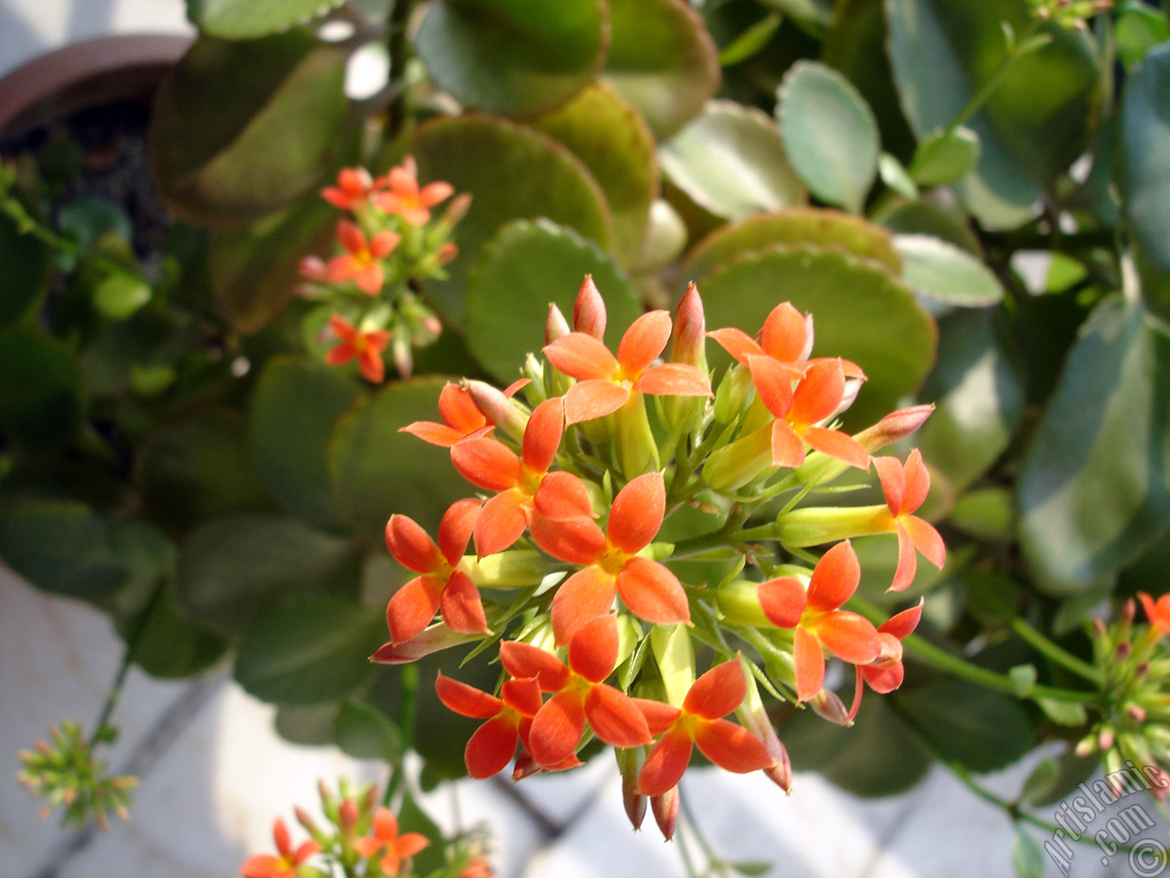 Kalano (Kalanchoe) bitkisinin ieinin resmi.
